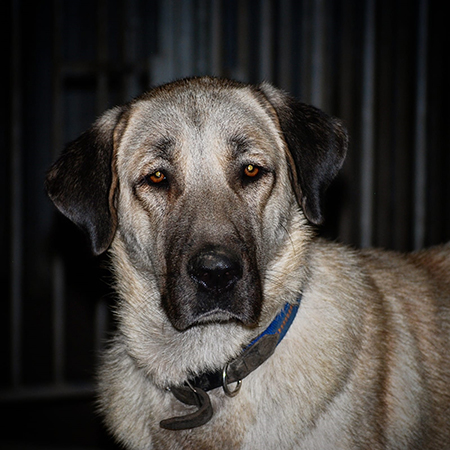 Anatolischer Hirtenhund (Kangal) Schnauze