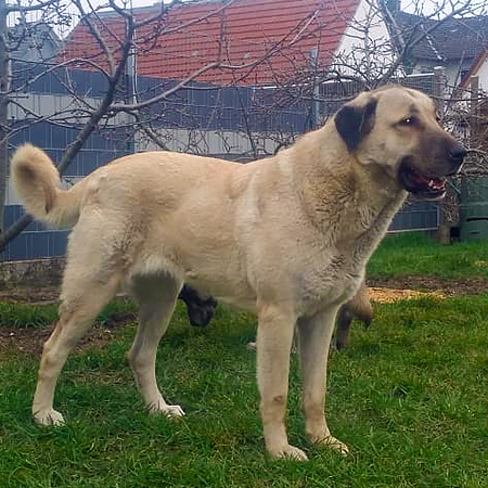 Anatolischer Hirtenhund (Kangal) seitlich