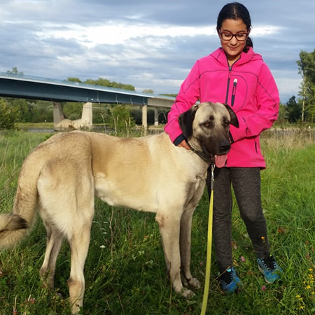 Kangal in der Natur