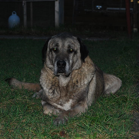 Kangal in der Nacht